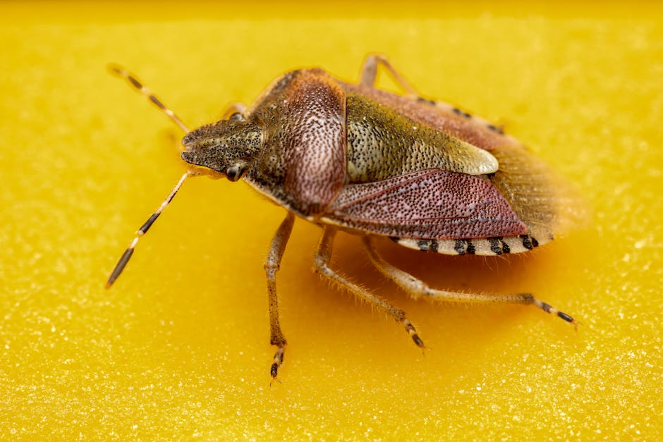 Effective Strategies for Bedbug Extermination