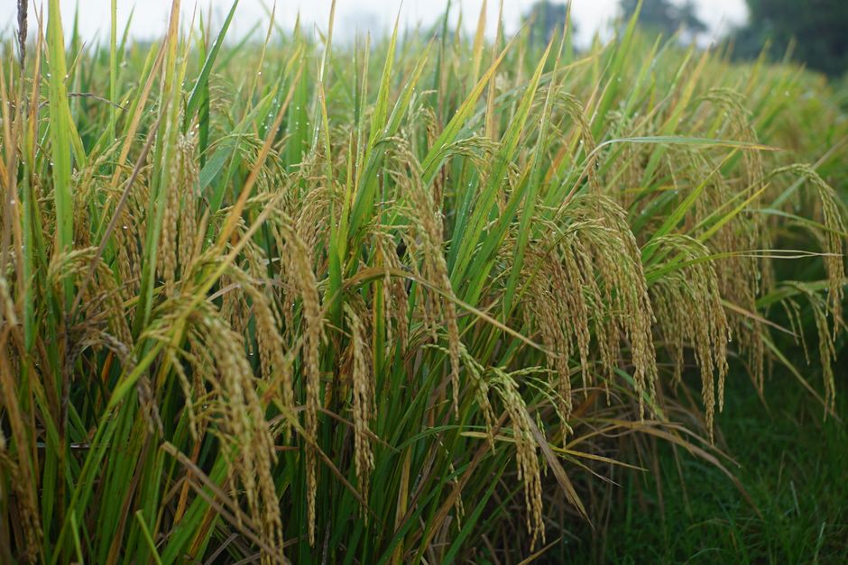 El auge de los suministros agrícolas orgánicos: una revolución sostenible