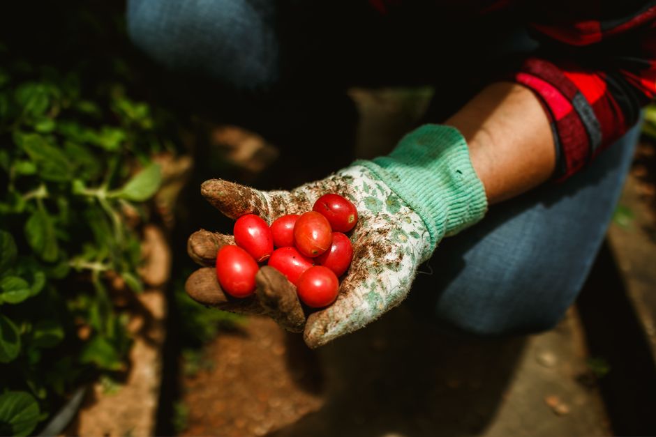 The Essential Guide to Organic Farming Supplies