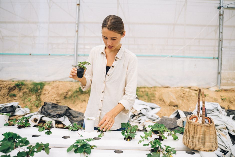 Exploring the Benefits of Aquaponics Kits for Sustainable Gardening
