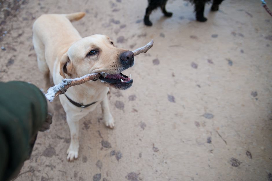 犬のしつけ教室