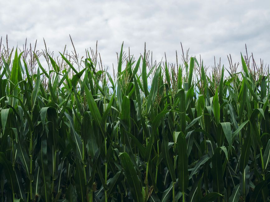 Understanding Crop Insurance: A Comprehensive Guide