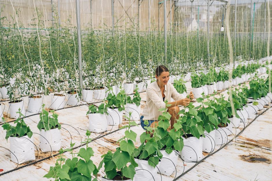 The Future of Agriculture: Exploring Vertical Farming Technology