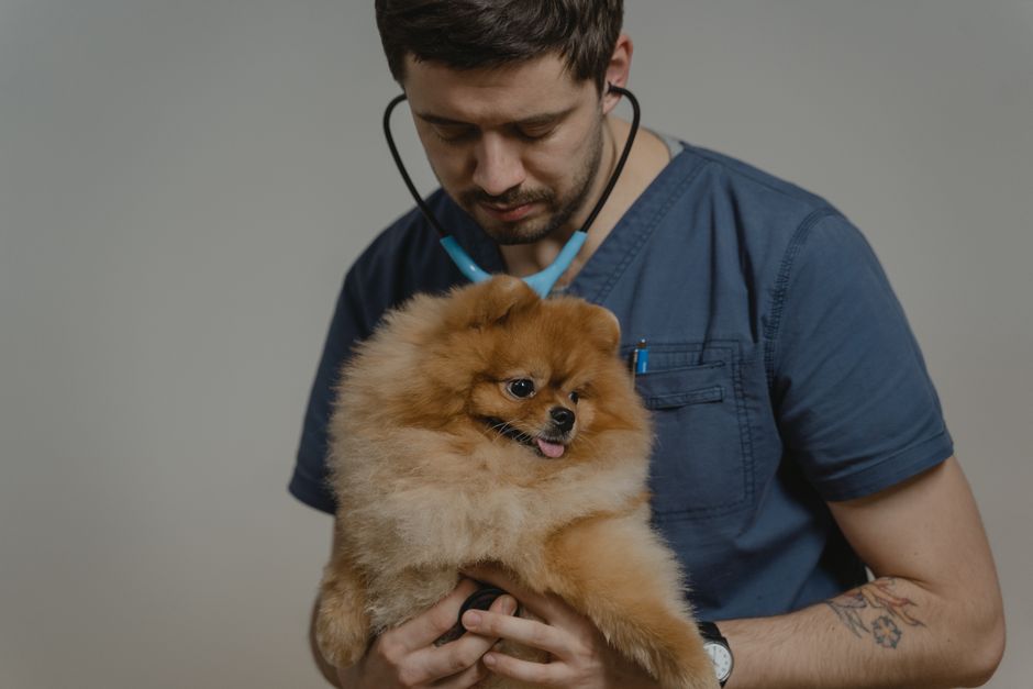 La Importancia de una Clínica Veterinaria Reserva para la Salud de tus Mascotas